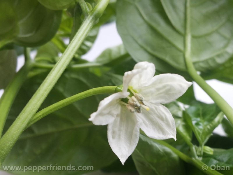 pimenta-de-padron_001_fiore_03.jpg