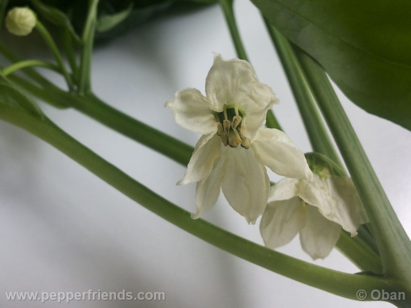 pimenta-de-padron_001_fiore_05.jpg