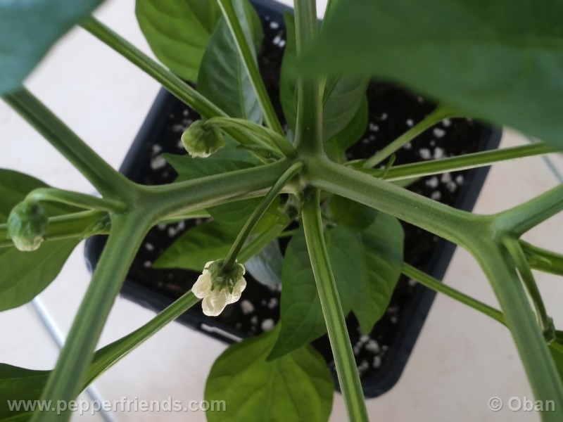 pimenta-de-padron_001_fiore_15.jpg