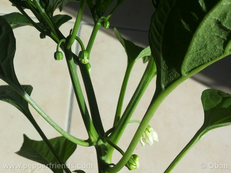 pimenta-de-padron_001_fiore_16.jpg