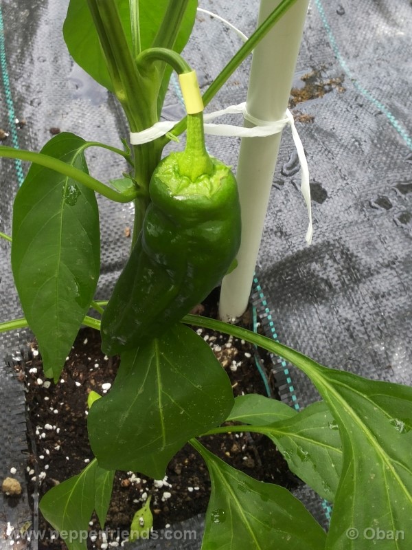pimenta-de-padron_001_frutto_03.jpg