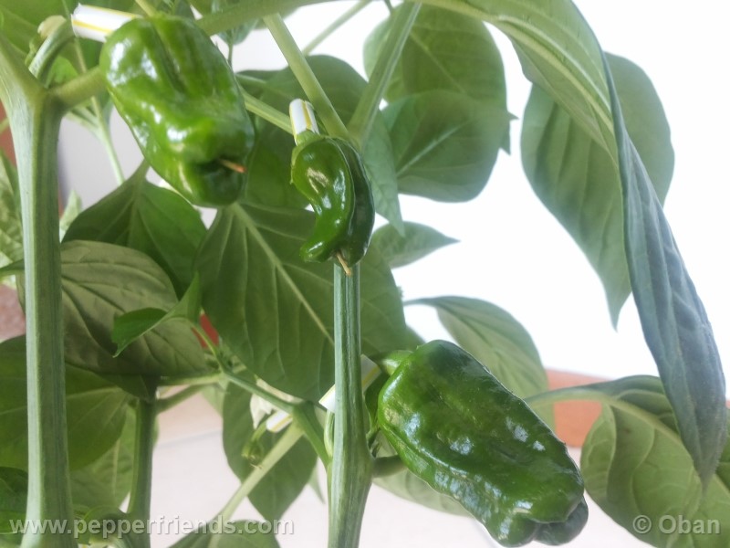 pimenta-de-padron_001_frutto_04.jpg