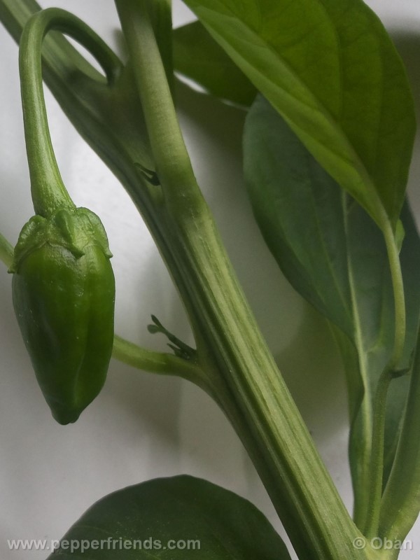 pimenta-de-padron_001_frutto_05.jpg