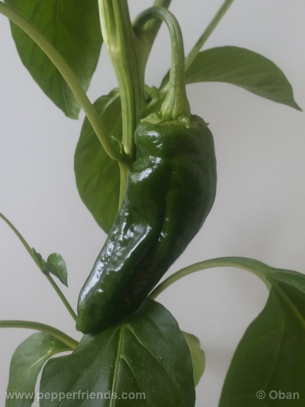 pimenta-de-padron_001_frutto_06.jpg
