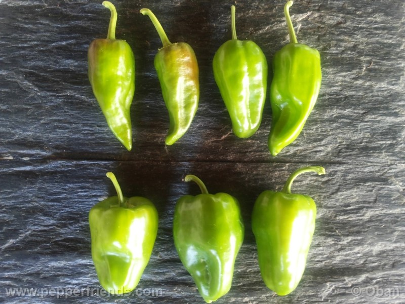 pimenta-de-padron_001_frutto_07.jpg