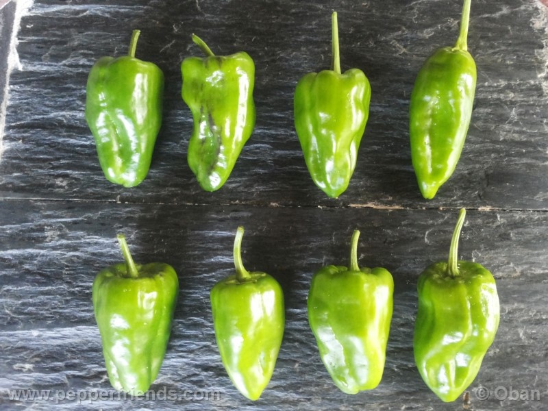 pimenta-de-padron_001_frutto_08.jpg