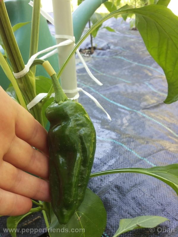 pimenta-de-padron_001_frutto_09.jpg