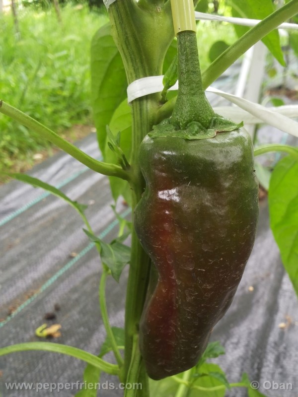 pimenta-de-padron_001_frutto_10.jpg