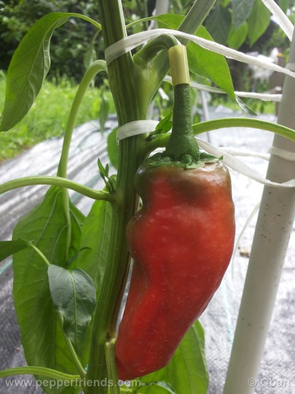 pimenta-de-padron_001_frutto_11.jpg