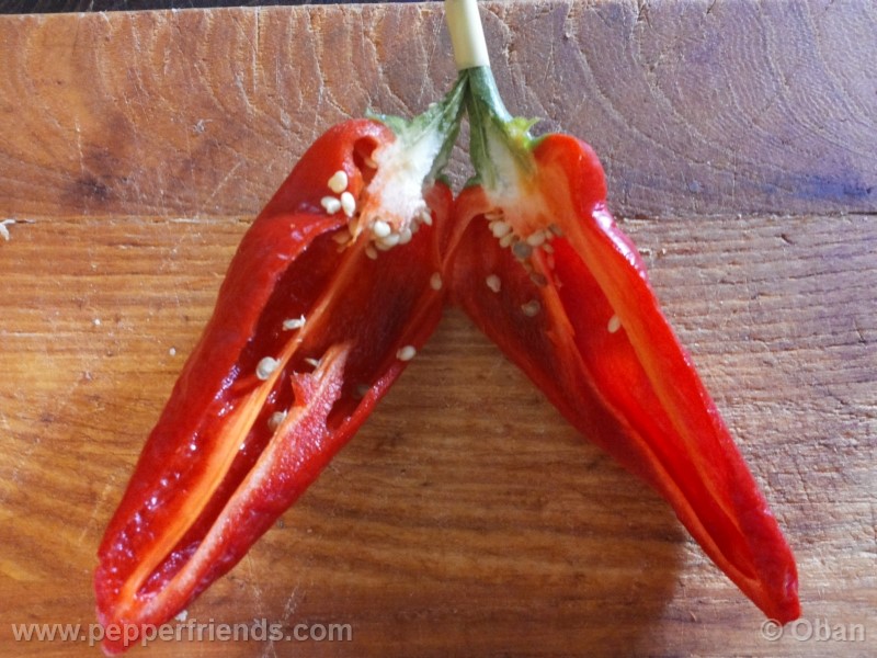 pimenta-de-padron_001_frutto_13.jpg