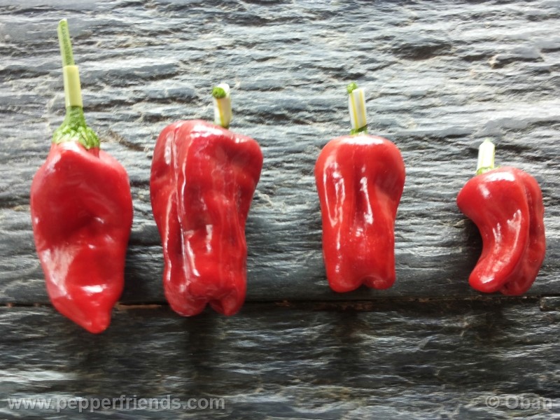 pimenta-de-padron_001_frutto_14.jpg