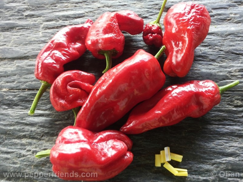 pimenta-de-padron_001_frutto_15.jpg