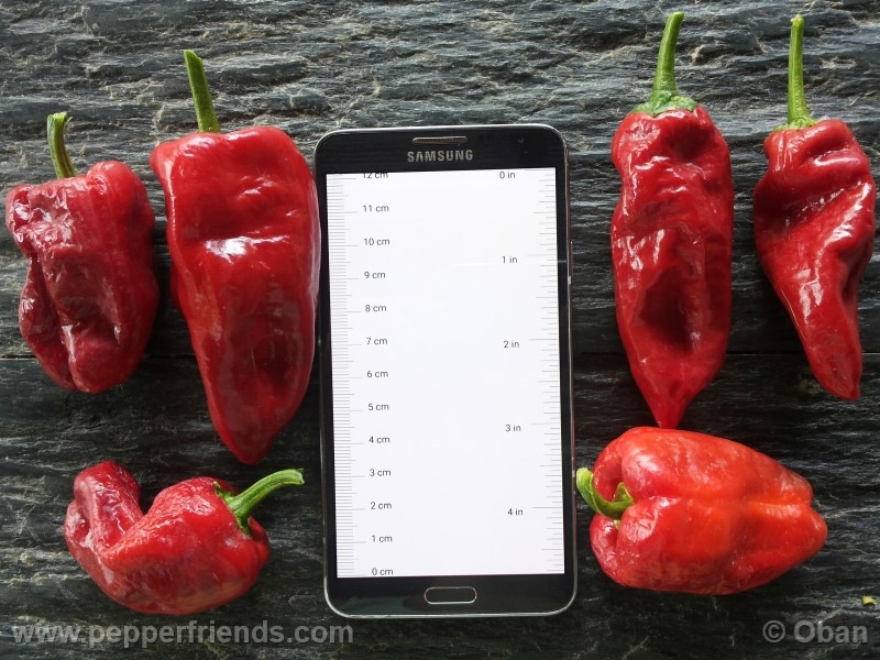 pimenta-de-padron_001_frutto_17.jpg