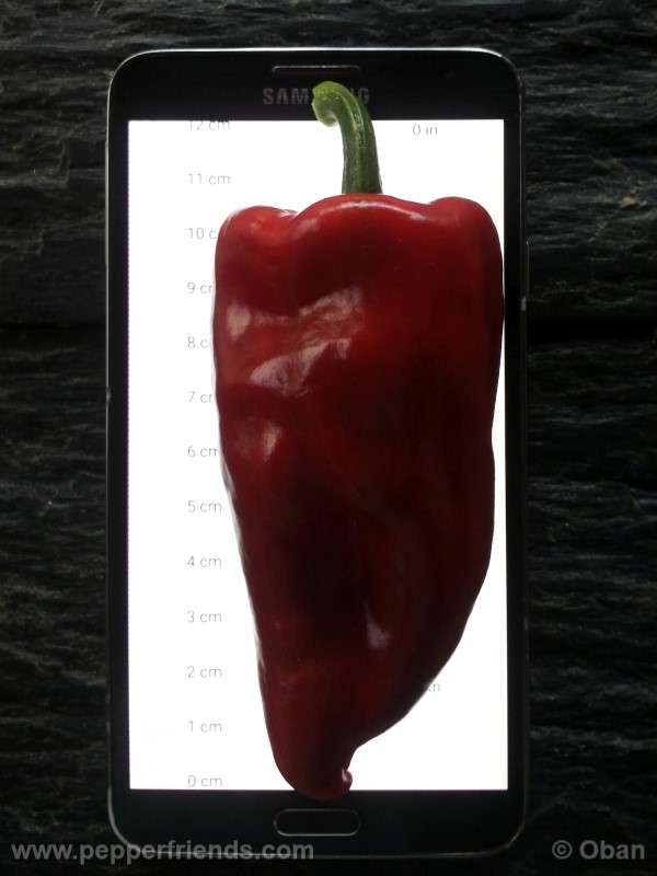 pimenta-de-padron_001_frutto_19.jpg