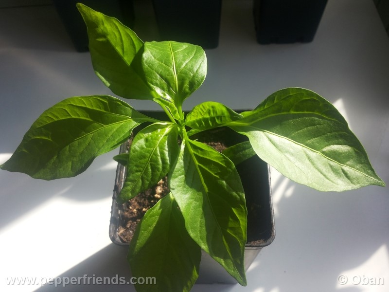 pimenta-de-padron_001_pianta_04.jpg