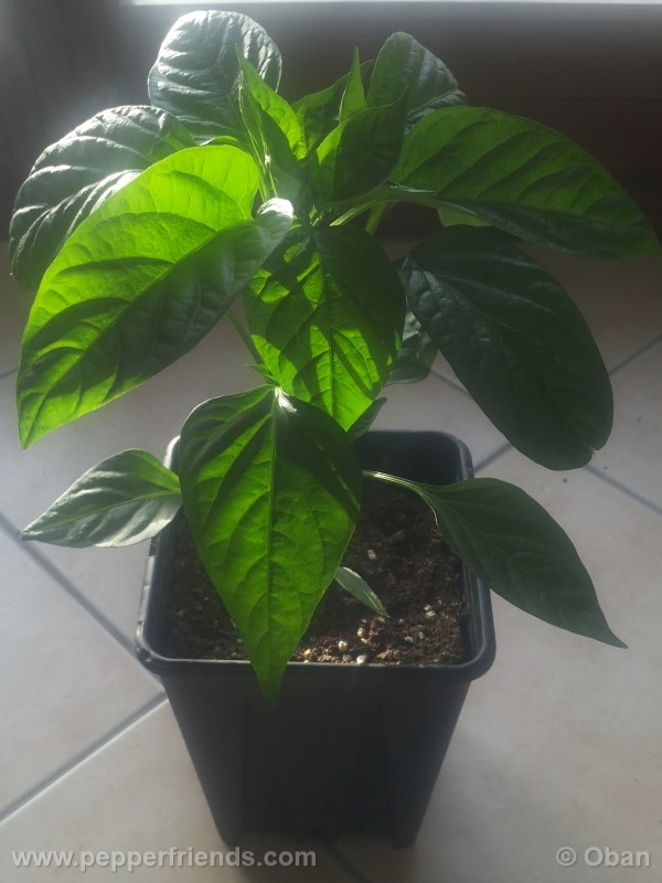 pimenta-de-padron_001_pianta_07.jpg