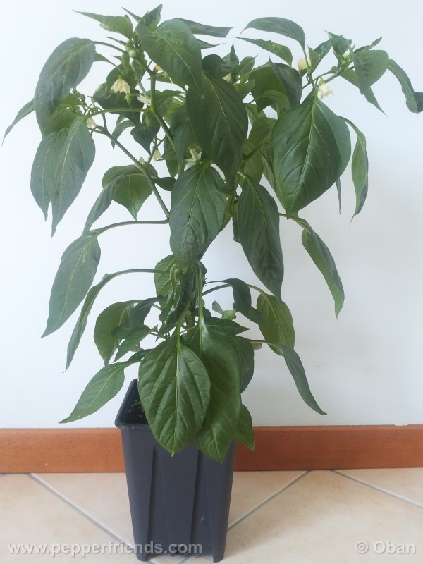 pimenta-de-padron_001_pianta_16.jpg