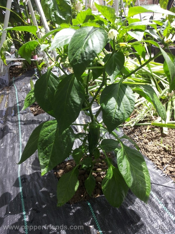 pimenta-de-padron_001_pianta_18.jpg