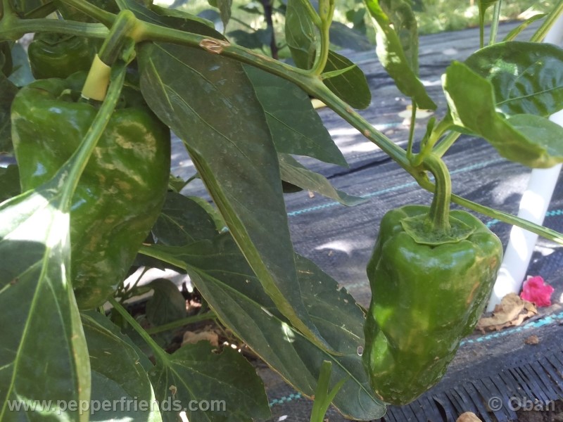 pimenta-de-padron_001_pianta_21.jpg