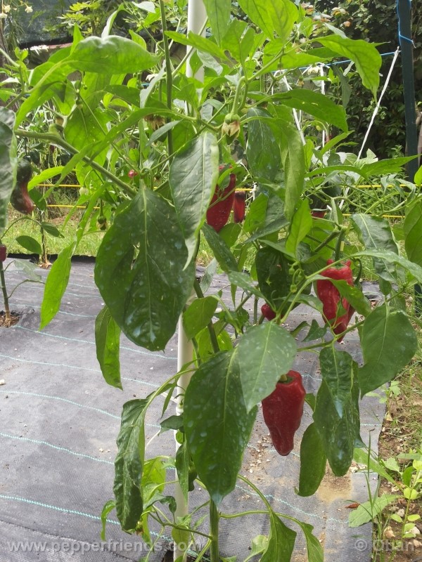 pimenta-de-padron_001_pianta_24.jpg