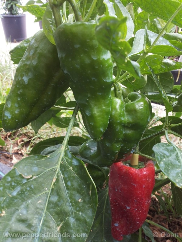 pimenta-de-padron_001_pianta_28.jpg