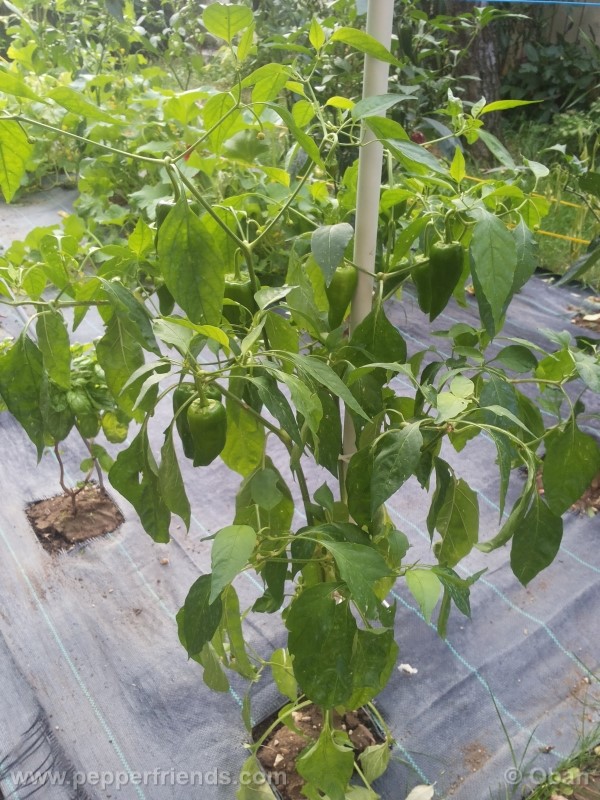 pimenta-de-padron_001_pianta_30.jpg