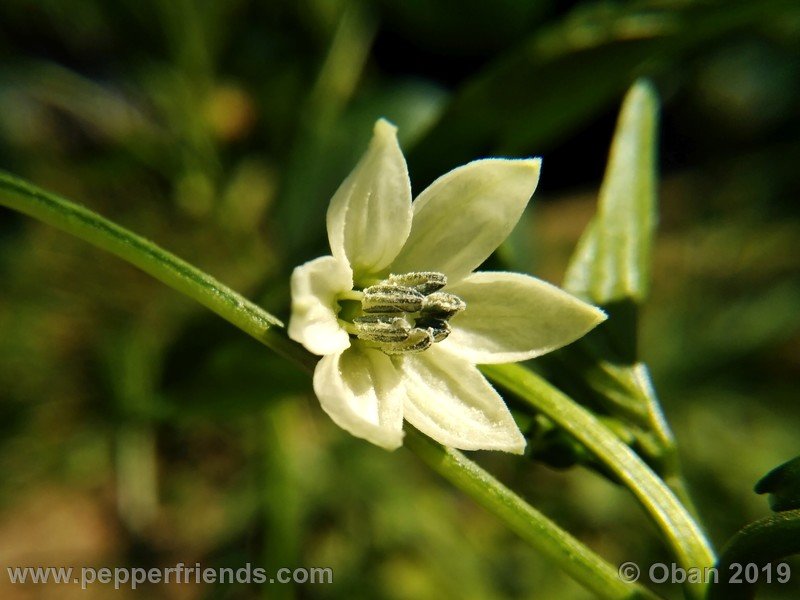 pimenta-de-paolo-black_001_fiore_04.jpg