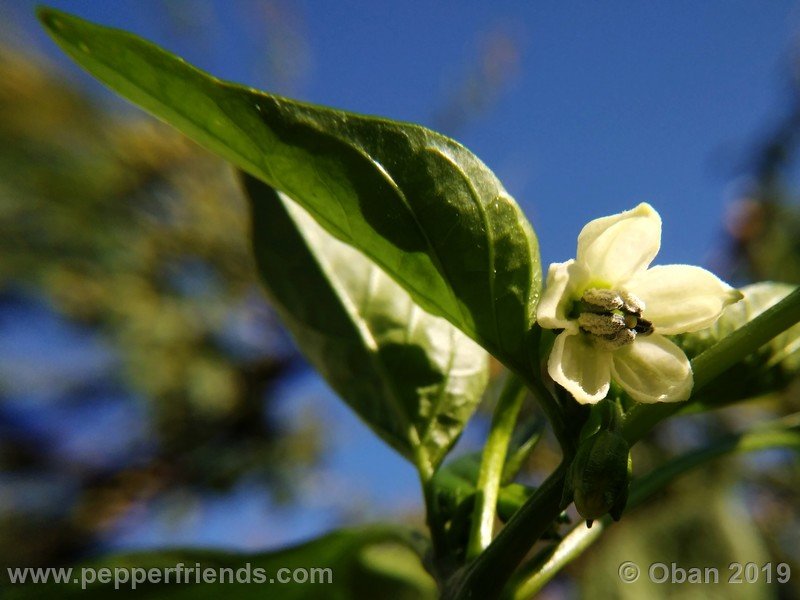 pimenta-de-paolo-black_001_fiore_05.jpg