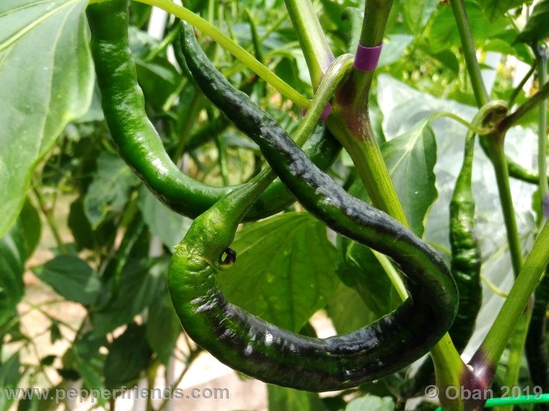 pimenta-de-paolo-black_001_frutto_12.jpg