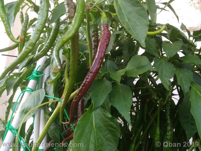 pimenta-de-paolo-black_002_frutto_14.jpg