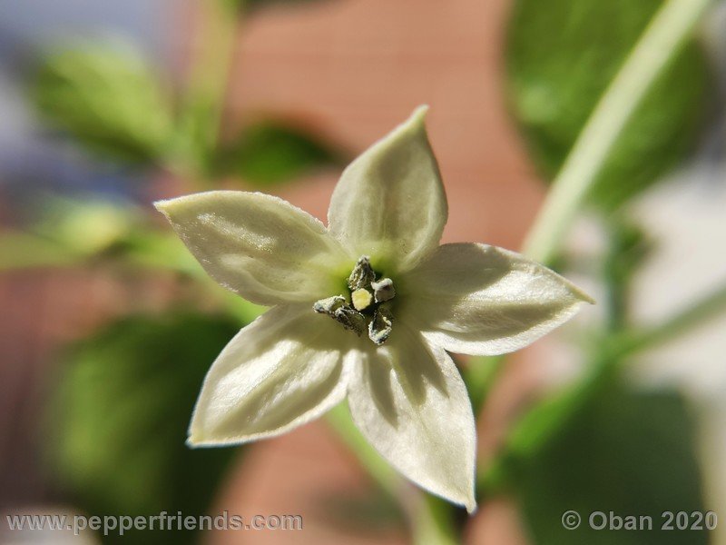 pimenta-de-paolo-black_005_fiore_05.jpg