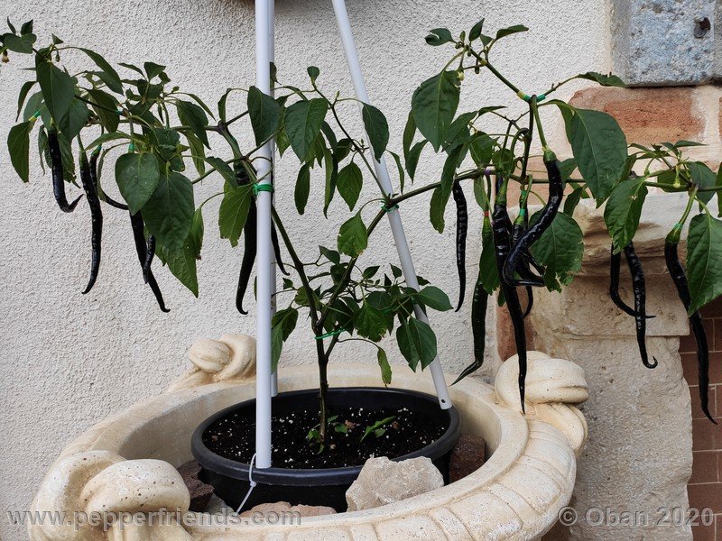 pimenta-de-paolo-black_005_frutto_10.jpg