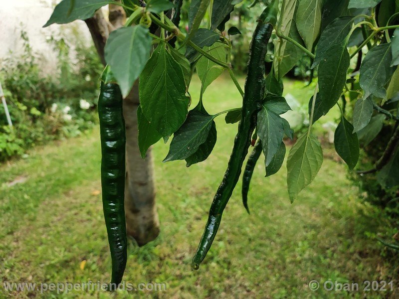 pimenta-de-paolo-black_006_frutto_10.jpg