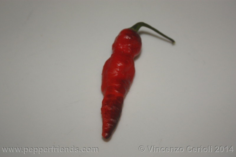 https://www.pepperfriends.org/uploads/pimenta-leopard/001/pimenta-leopard_001_frutto_01.jpg