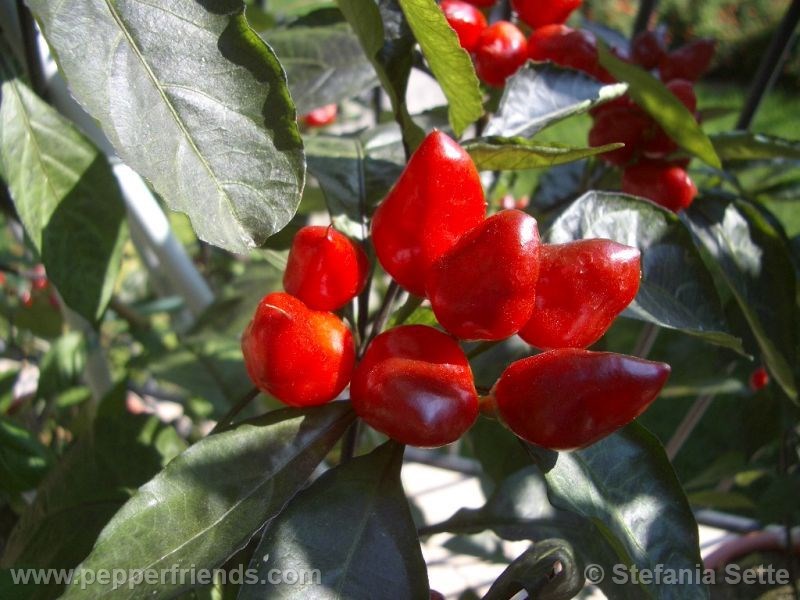 pimenta-morango_001_frutto_01.jpg