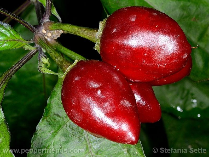 pimenta-morango_001_frutto_06.jpg