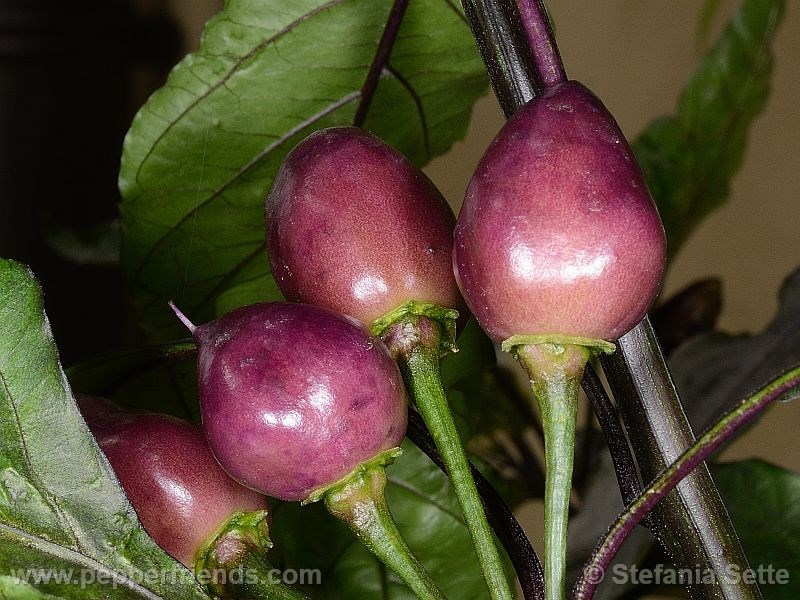 pimenta-morango_001_frutto_09.jpg