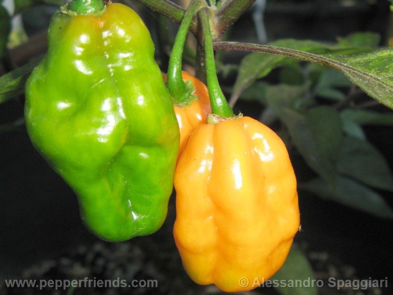 Pimenta Preta