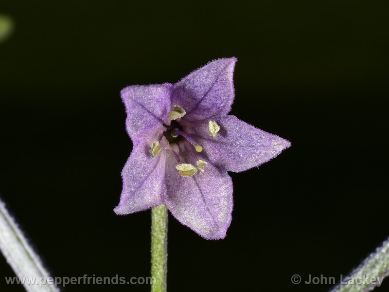 purple-chacoense_001_fiore_01.jpg