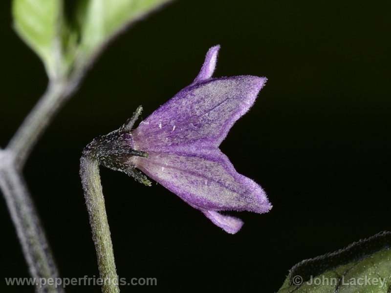 purple-chacoense_001_fiore_02.jpg