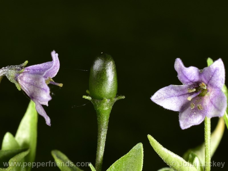 https://www.pepperfriends.org/uploads/purple-chacoense/001/purple-chacoense_001_frutto_01.jpg