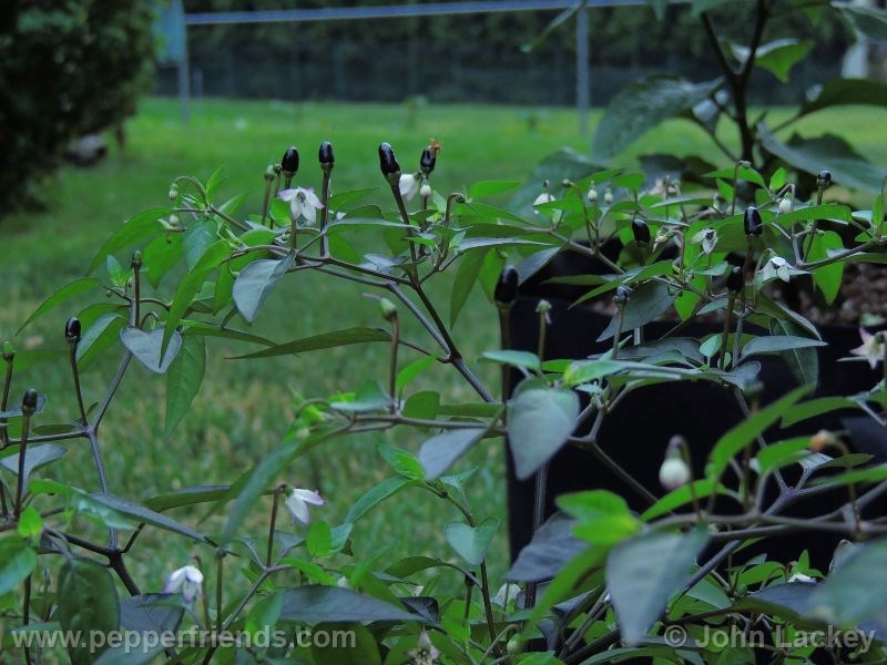 purple-pequin_001_pianta_05.jpg