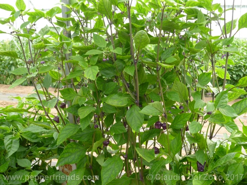 purple-ufo_002_pianta_04.jpg
