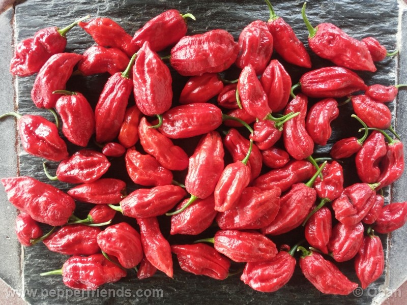 raja-mirch_001_frutto_22.jpg