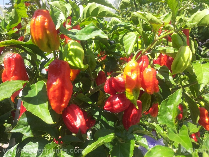 raja-mirch_001_pianta_31.jpg