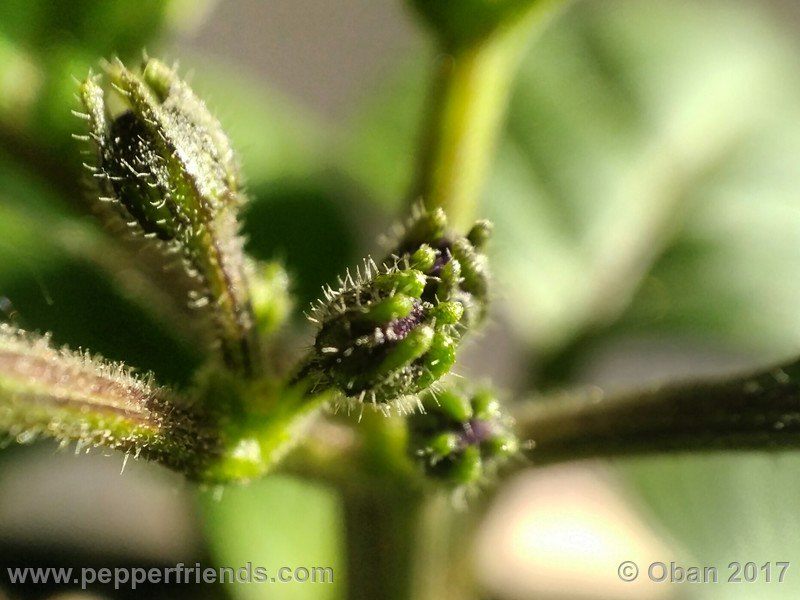 rocopica-dark-striped-ra02_001_fiore_01.jpg