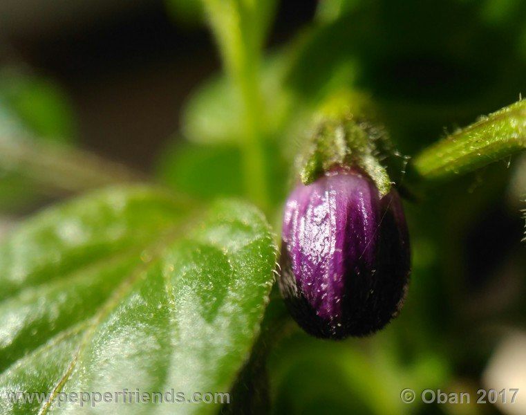 rocopica-dark-striped-ra02_001_fiore_03.jpg