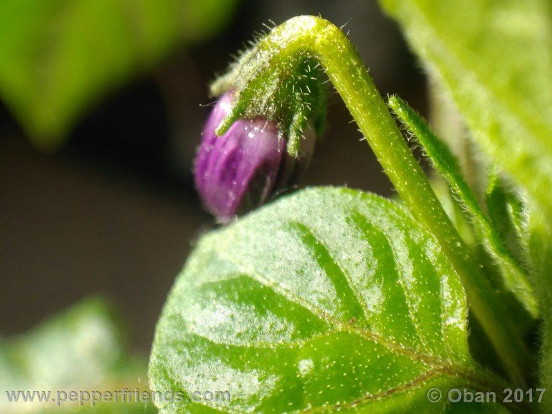 rocopica-dark-striped-ra02_001_fiore_04.jpg