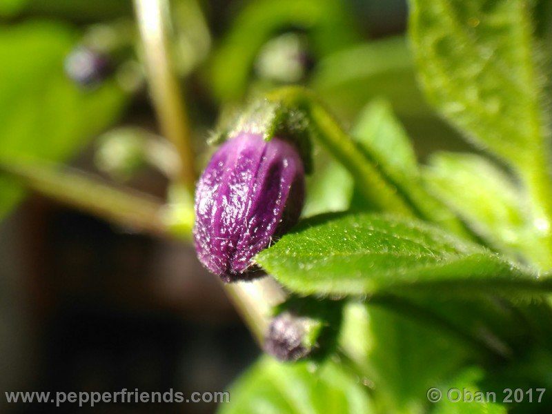 rocopica-dark-striped-ra02_001_fiore_05.jpg