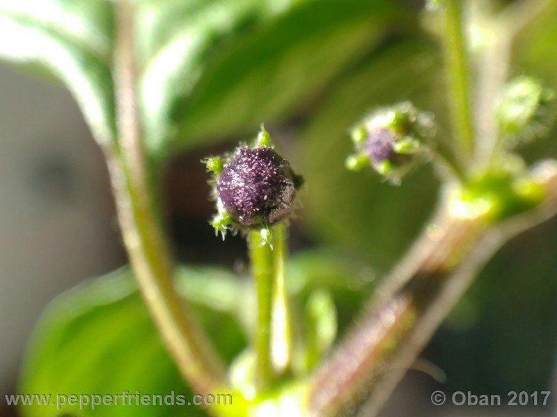 rocopica-dark-striped-ra02_001_fiore_07.jpg